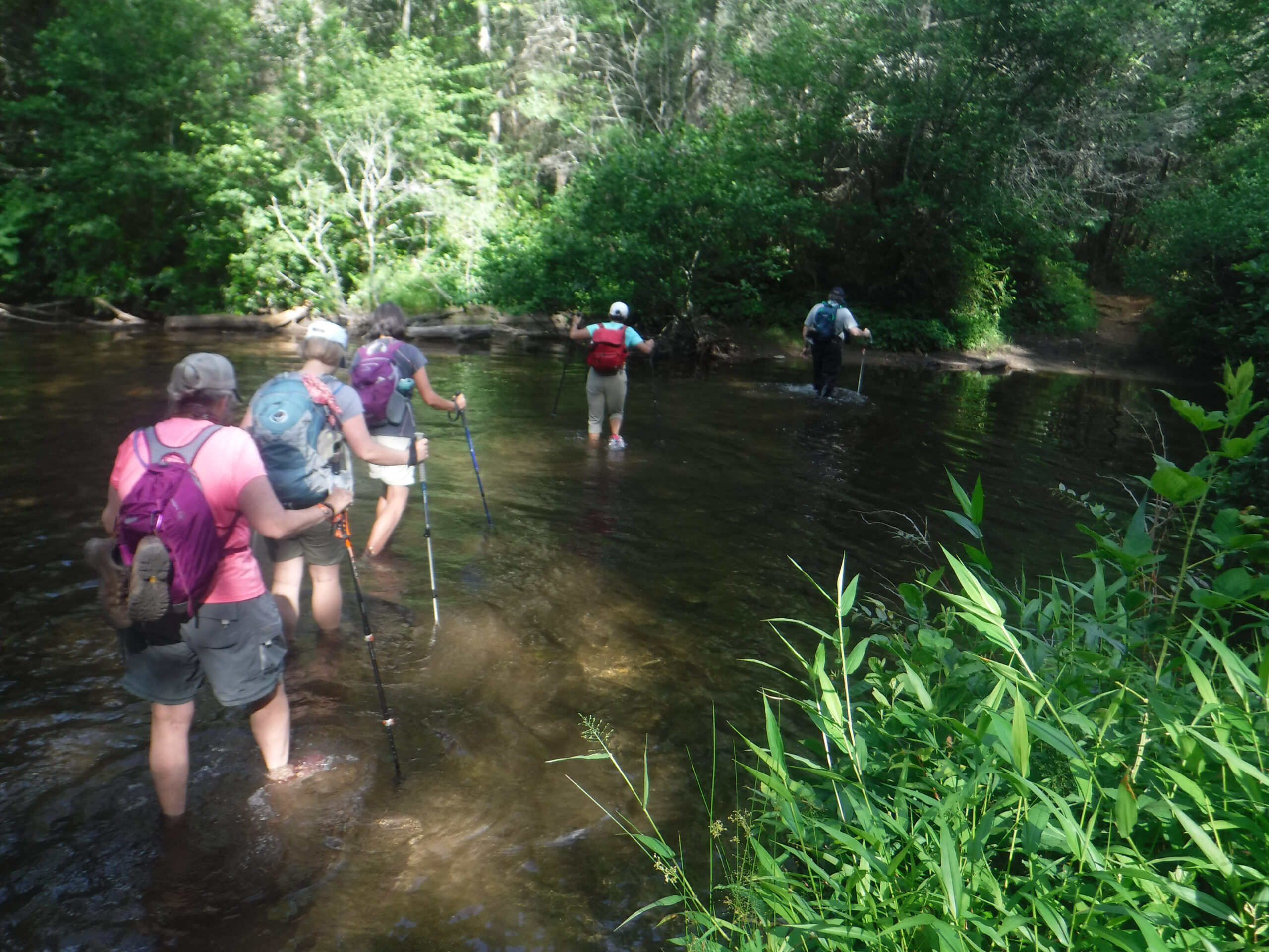 Summer Water Hike at North Mills River