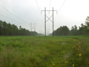 Powerline cut-thru at BW Wells Savannah Preserve