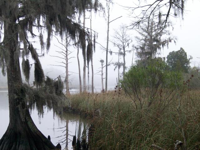 Take a holiday hike into this swamp — and return enchanted.