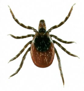 tick-prevention-and-treatment